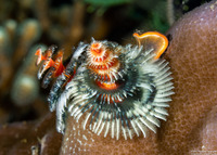 Spirobranchus sp.1 (Christmas Tree Worm)