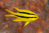 Neoglyphidodon nigroris (Yellowtail Damsel)