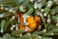 Amphiprion percula (Clown Anemonefish)