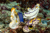 Polycarpa aurata (Ink-Spot Sea Squirt)