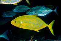 Carangoides bajad (Orange-Spotted Trevally)