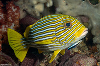 Plectorhinchus polytaenia (Ribbon Sweetlips)