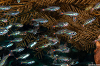 Ostorhinchus parvulus (Redspot Cardinalfish)