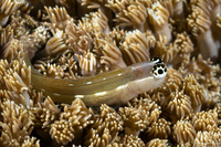 Ecsenius schroederi (Schroeder's Coralblenny)
