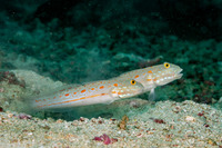 Valenciennea puellaris (Orange-Dashed Goby)