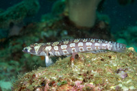 Parapercis tetracantha (Reticulated Sandperch)