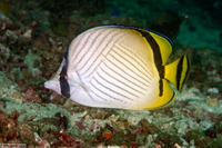 Chaetodon vagabundus (Vagabond Butterflyfish)