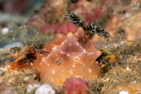 Halgerda batangas (Batangas Halgerda)