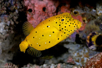 Ostracion cubicum (Yellow Boxfish)
