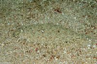 Bothus pantherinus (Panther Flounder)