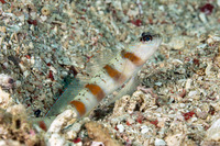 Amblyeleotris rubrimarginata (Redmargin Shrimpgoby)