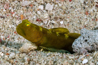 Cryptocentrus fasciatus (Barred Shrimpgoby)