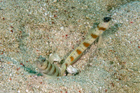 Amblyeleotris rubrimarginata (Redmargin Shrimpgoby)