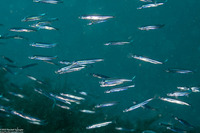 Atherinomorus lacunosus (Robust Silverside)