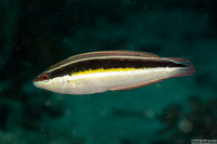 Coris pictoides (Blackstripe Coris)