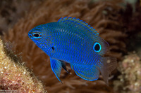 Pomacentrus burroughi (Burrough's Damsel)