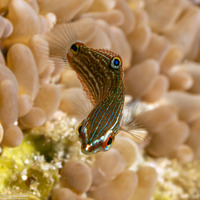 Halichoeres melanurus (Pinstriped Wrasse)