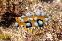 Phyllidia ocellata (Ocellated Phyllidia)