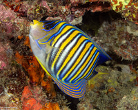 Pygoplites diacanthus (Regal Angelfish)