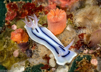 Chromodoris lochi (Loch's Chromodoris)