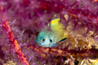 Pomacentrus nigromanus (Goldback Damsel)