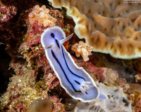 Chromodoris willani (Willan's Chromodoris)