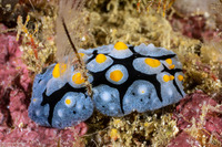 Phyllidia picta (Painted Phyllidia)
