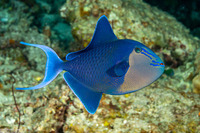 Odonus niger (Redtooth Triggerfish)