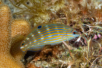 Halichoeres melanurus (Pinstriped Wrasse)