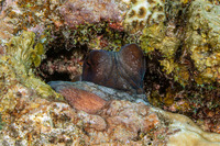 Octopus cyanea (Day Octopus)