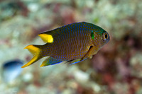 Neopomacentrus nemurus (Coral Demoiselle)
