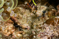 Cuapetes sp.1 (Cuapetes sp.1)