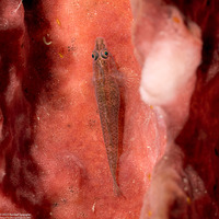 Pleurosicya labiata (Barrel Sponge Ghostgoby)