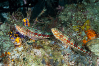 Synodus variegatus (Reef Lizardfish)