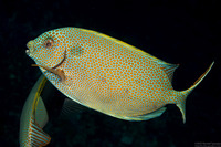 Siganus punctatus (Gold-Spotted Rabbitfish)