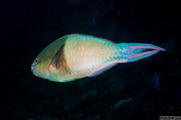 Scarus tricolor (Tricolor Parrotfish)