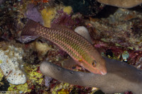 Scarus forsteni (Bluepatch Parrotfish)