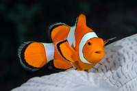 Amphiprion percula (Clown Anemonefish)