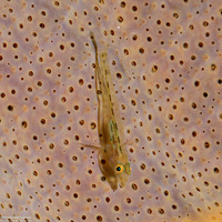 Bryaninops erythrops (Translucent Coral Goby)