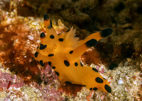 Thecacera sp.1 (Black-Tipped Thecacera)