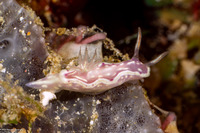 Ceratosoma sp.2 (Red-Lined Ceratosoma)