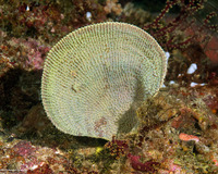 Ianthella basta (Elephant Ear Sponge)