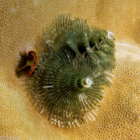 Spirobranchus sp.1 (Christmas Tree Worm)
