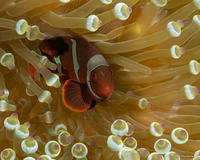 Amphiprion biaculeatus (Spinecheek Anemonefish)