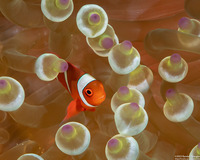 Amphiprion biaculeatus (Spinecheek Anemonefish)
