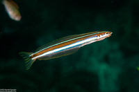 Plagiotremus rhinorhynchos (Bluestriped Fangblenny)