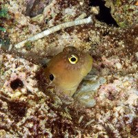 Cirripectes auritus (Eared Blenny)