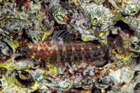 Mimoblennius atrocinctus (Spotted and Barred Blenny)