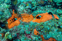 Entacmaea quadricolor (Bubble-Tip Anemone)