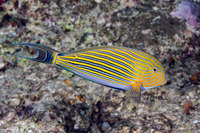 Acanthurus lineatus (Striped Surgeonfish)
